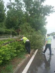 邯郸大树爆料事件视频,揭秘背后真相  第3张